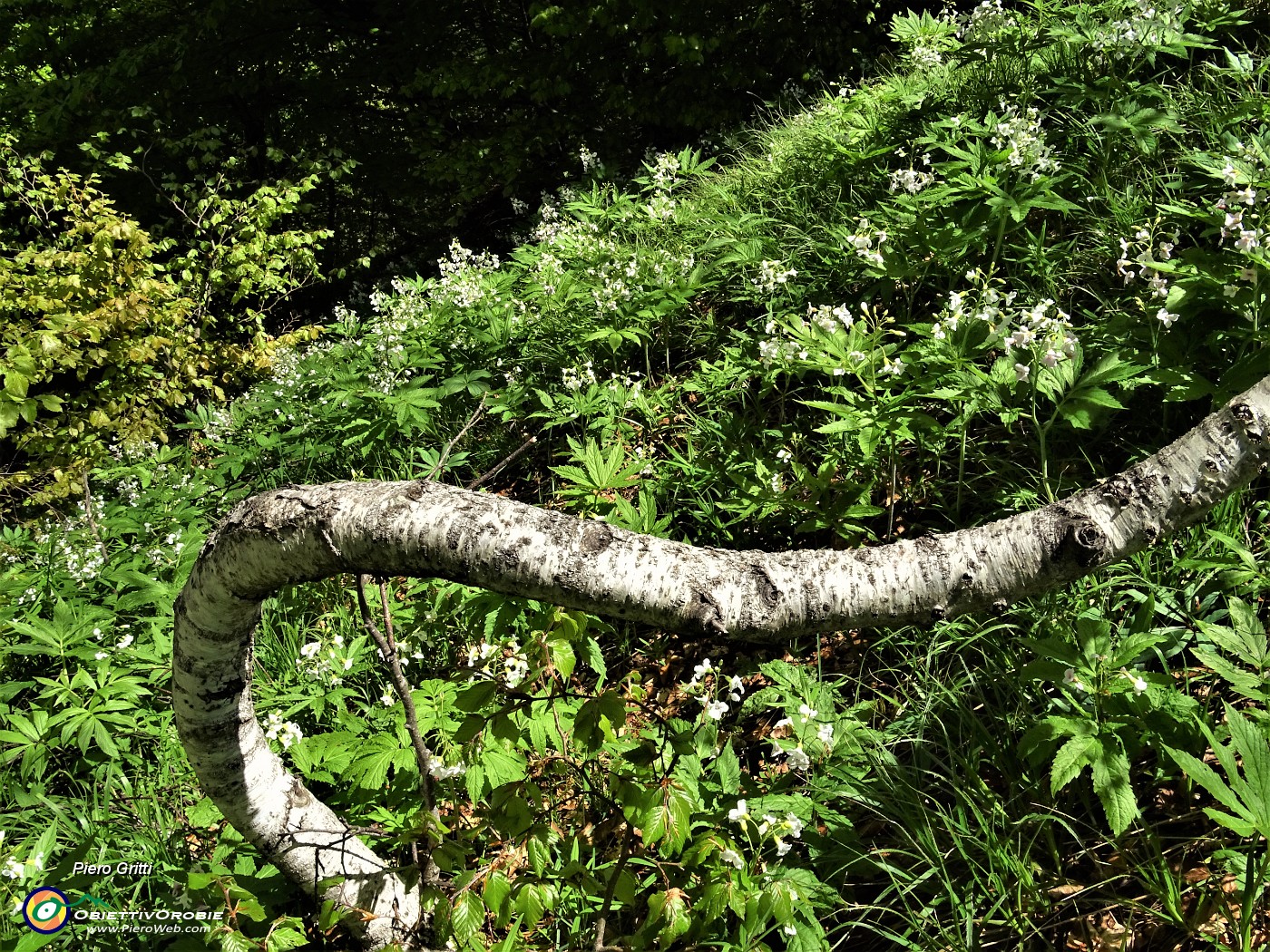 31 Scendendo da Cima di Muschiada traccia-sentierino fiorito di Dentaria minore (Cardamine bulbifera).JPG